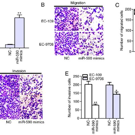 Mir Overexpression Suppresses Cell Migration And Invasion In Escc