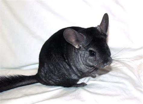 Chinchilla Behavior