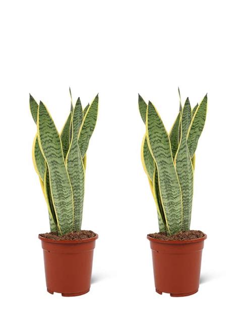 Sansevieria Trifasciata Laurentii 40 Cm