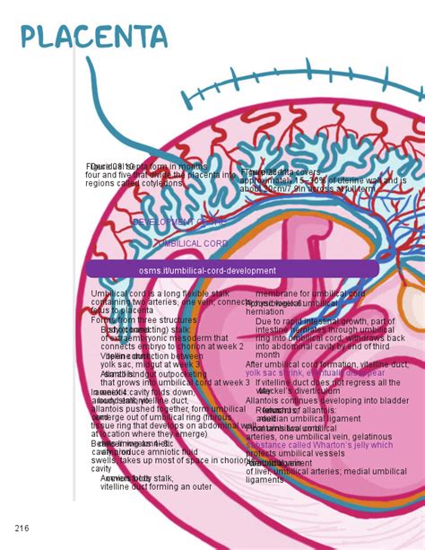 Placenta Development Stages Images, Photos | Mungfali