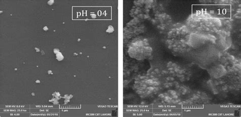 Sem Images Of Ag Core Au Shell Bimetallic Nps Synthesized At Ph And