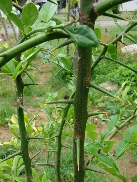 Citrus Fruit Thorns Reasons For Thorns On A Citrus Tree Citrus