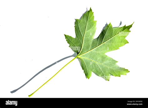 Leaf Of Silver Maple Acer Saccharinum Seen By The Underside Against A