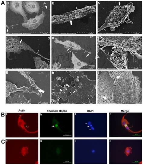 A Scanning Electron Micrographs Of Dh82 Cells Infected With E