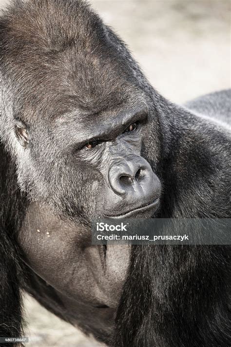 Face Portrait Of A Gorilla Male Stock Photo Download Image Now