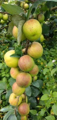 Full Sun Exposure Ball Sundari Apple Ber Plant For Outdoor At Rs