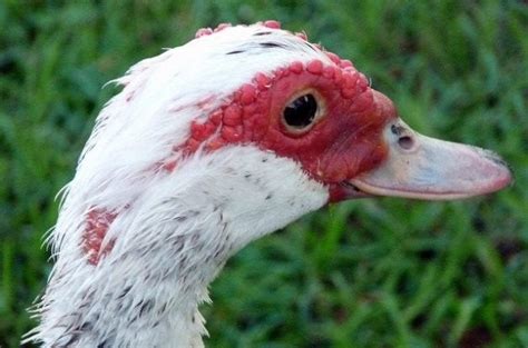 Muscovy Ducks Bird Species Ducks And Geese