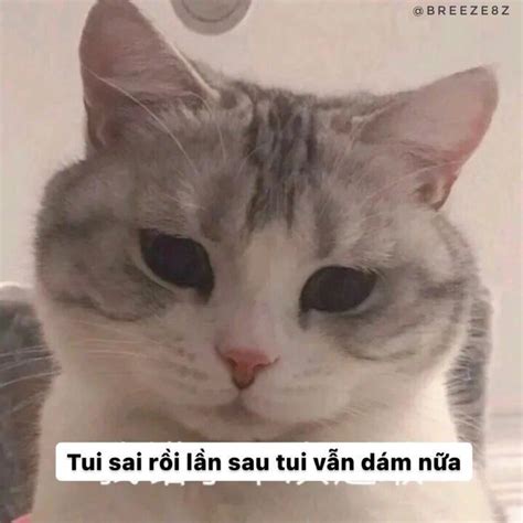 Meme xin lỗi Meme Hài hước về mèo Mèo