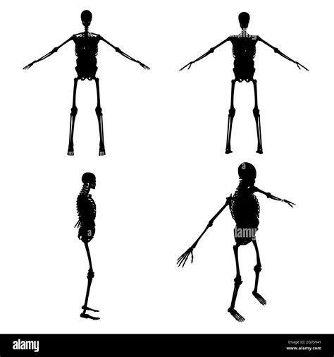 Ensemble Avec Silhouettes D Un Squelette Humain Avec Des Organes