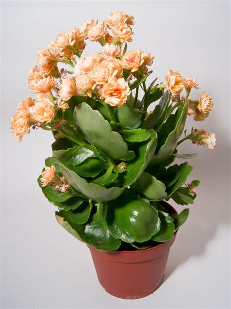 Extremely Amazing Facts About Kalanchoe Plants - Gardenerdy