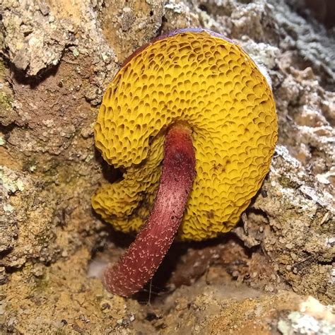 Rhubarb Bolete From Sydney NSW Australia On March 3 2024 At 12 36 PM