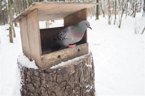 Premium Photo | Hanging homemade feeder or platform for feeding birds ...