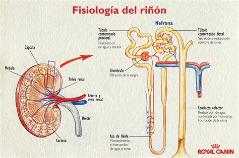 Fisiologia Renal