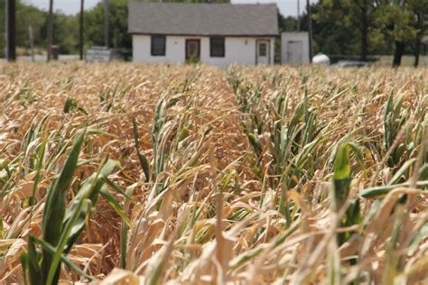 Oklahoma Farm Report The 2011 Drought In Pictures Oklahoma Corn Crop