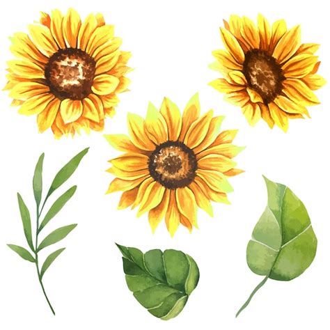 Tournesols L Aquarelle Peints La Main Avec Des Feuilles