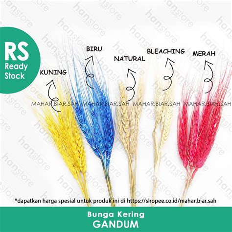 Jual RS 4 Tangkai Gandum Kering Natural Wheat Dried Flower Bunga