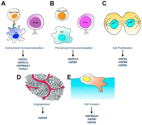 Ijms Free Full Text Unconventional Secretion Of Heat Shock Proteins