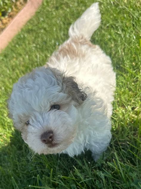 Free Pets or For sale (in the sacramento area) | Facebook