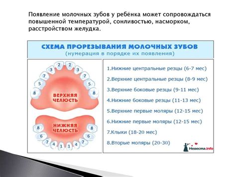 Динамика роста и развития зубов у детей - презентация онлайн