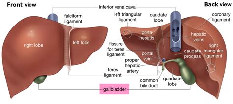 Cirrhosis of the liver - Symptoms, Diagnosis, Survival Rate and Treatment