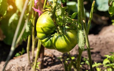 A Large Juicy Green Tomato Sings On A Tomato Bush In Summer Late