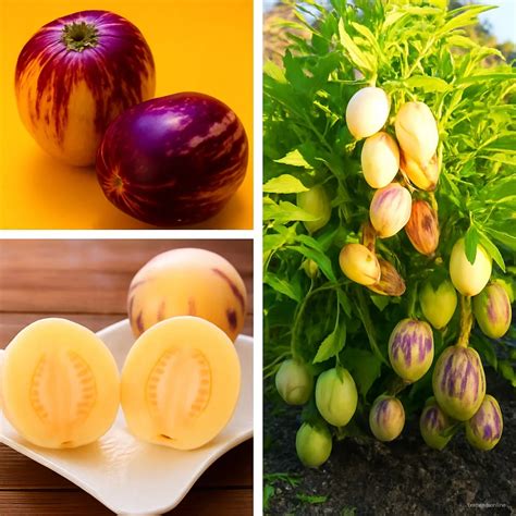 ginseng fruit mini tree seeds nutrientrich bestseedsonlinecom