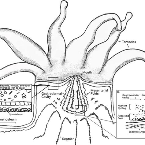 Anatomy of coral polyp. Basal body wall not shown. Inset (A), shows ...