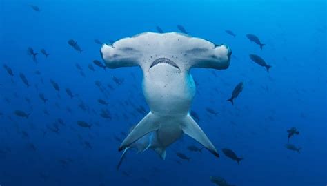 Fun Scalloped Hammerhead Facts For Kids | Kidadl