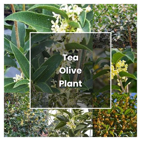 How to Grow Tea Olive Plant - Plant Care & Tips | NorwichGardener