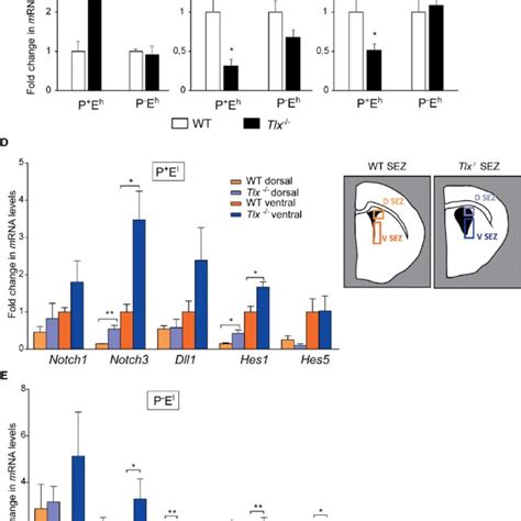 Mutation Of Tlx Affects Notch Signaling Genes In Sez Quantitative