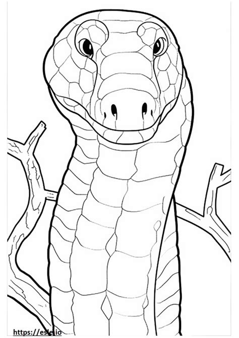 Madagascar Tree Boa Coloring Pages Free Printable