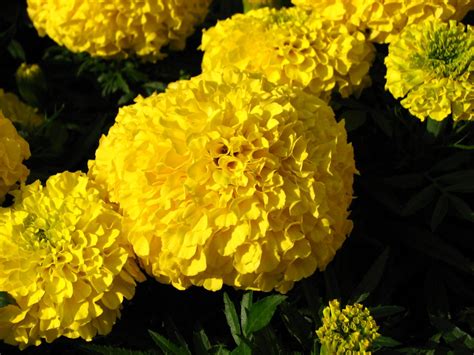 Mexican Marigold Tagetes Erecta Feedipedia