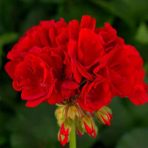 Tango® Deep Red Geranium Beaver Bark T And Garden Center