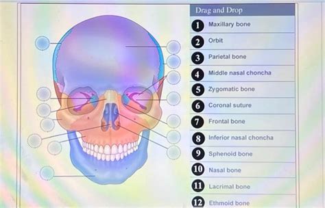 Solved 12 Ethmoid Bone 13 Vomer Bone 14 Mandible