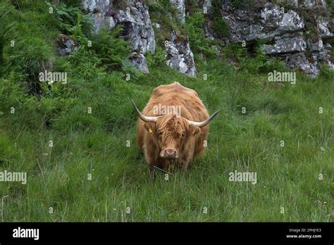 Scottish Highland Cattle In High Grass Lewis Isle Of Lewis Hebrides