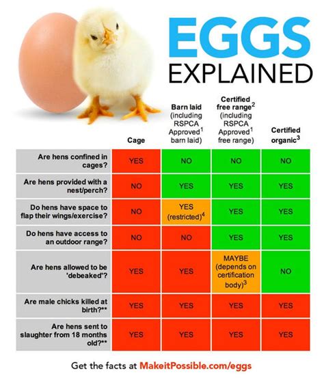 Unlocking the Secrets: Organic, Cage-Free, and Regular Eggs Explained - Hunter Games Magazine