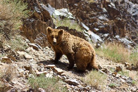 The Gobi Bear | Big Mongolia Travel