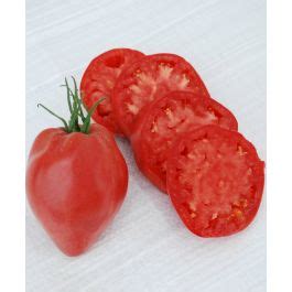 Hungarian Heart Tomato John Scheepers Kitchen Garden Seeds