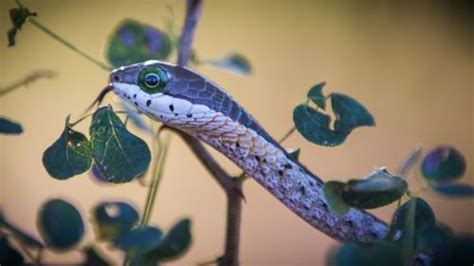 Deadly Boomslang Snake Venom Makes You Bleed From All Of Your Orifices ...