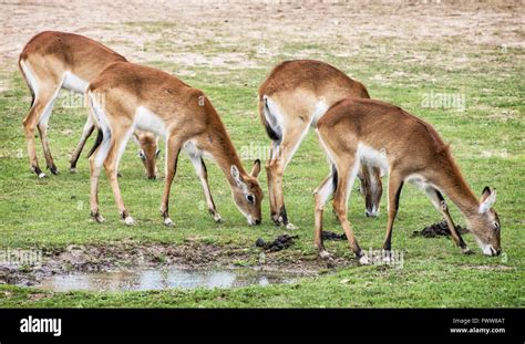 Eld S Deer Panolia Eldii Also Known As The Thamin Or Brow Antlered