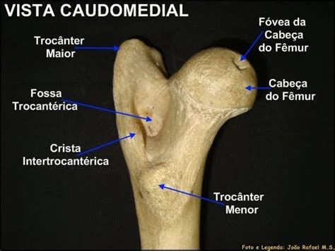 Monitoria de Anatomia Veterinária UFPA Anatomia dos ossos Anatomia