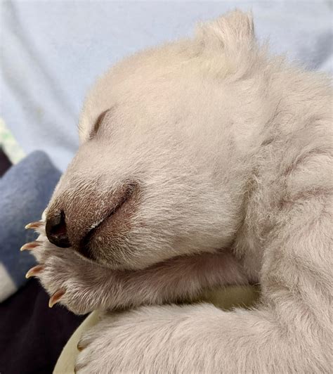 GALLERY: Detroit Zoo welcomes 2 new polar bear cubs