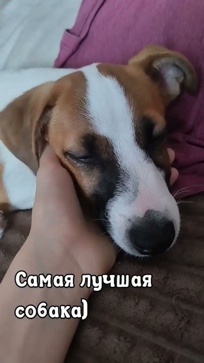 дэнни, самая лучшая моя и любимая собака :] - YouTube