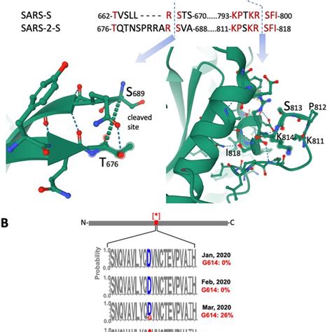 Spike protein of the SARS-CoV-2. a, b 3D structure of the Spike protein ...