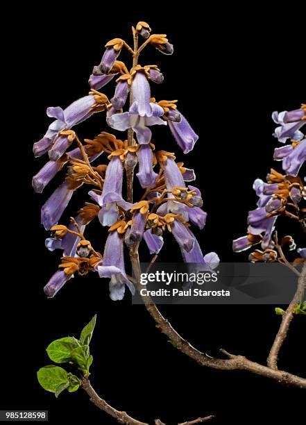 157 Paulownia Flowers Stock Photos, High-Res Pictures, and Images ...