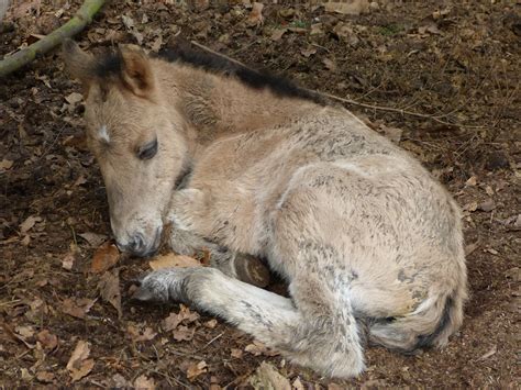 Wildwood Trust: Wild horse foal born at Wildwood