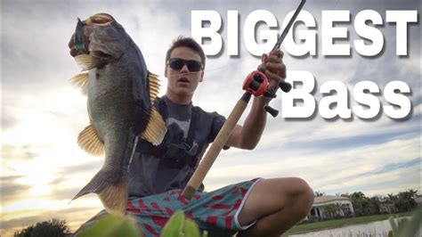 Monster Largemouth Bass On Topwater Bass Manager The Best Bass