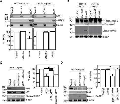 P53 Plays A Vital Role In Cell Death Following Hwh Depletion A