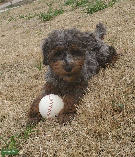 Merle Miniature Poodle Stud - Stud Dog in South Carolina, the United States | Breed Your Dog