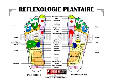 Réflexologie Plantaire